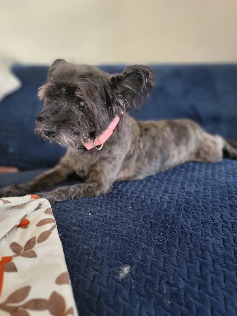 Gracie Lou thumbnail 3