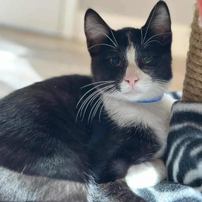 A baby medium-sized male Black & White / Tuxedo Domestic Short Hair cat named Jason for adoption in Victor, NY