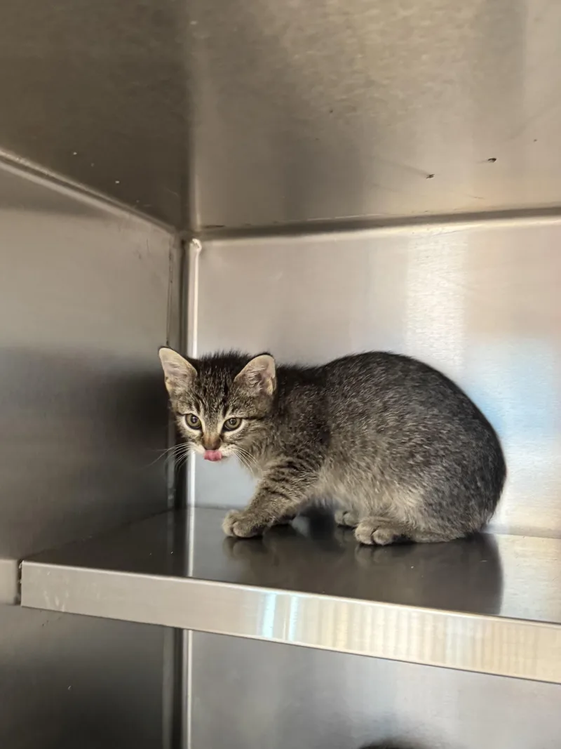 A baby medium-sized male Tabby (Brown / Chocolate) Domestic Short Hair cat named Cucumber for adoption in Liberty, MO