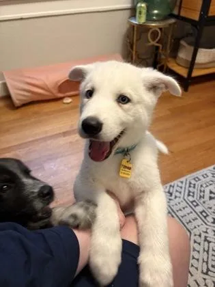 A baby large-sized male Siberian Husky dog named Roman for adoption in Fort Worth, TX