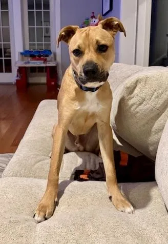 A young medium-sized male Boxer dog named Milo for adoption in New York, NY