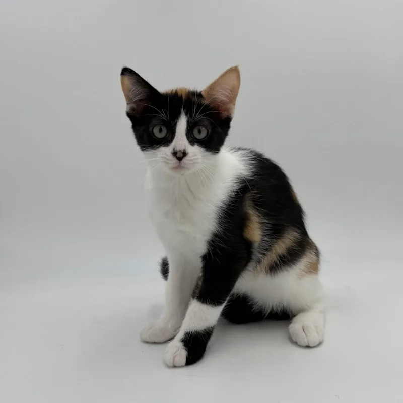 A baby medium-sized female Domestic Short Hair cat named Nessa for adoption in State College, PA