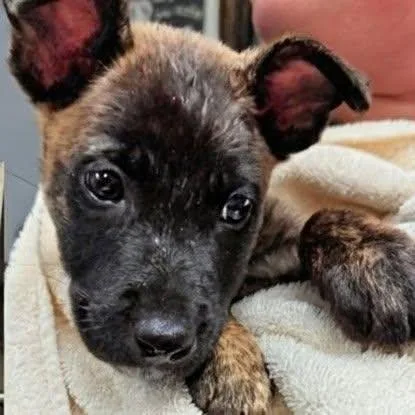 A baby small-sized male Mixed Breed dog named Rusty for adoption in Watertown, WI