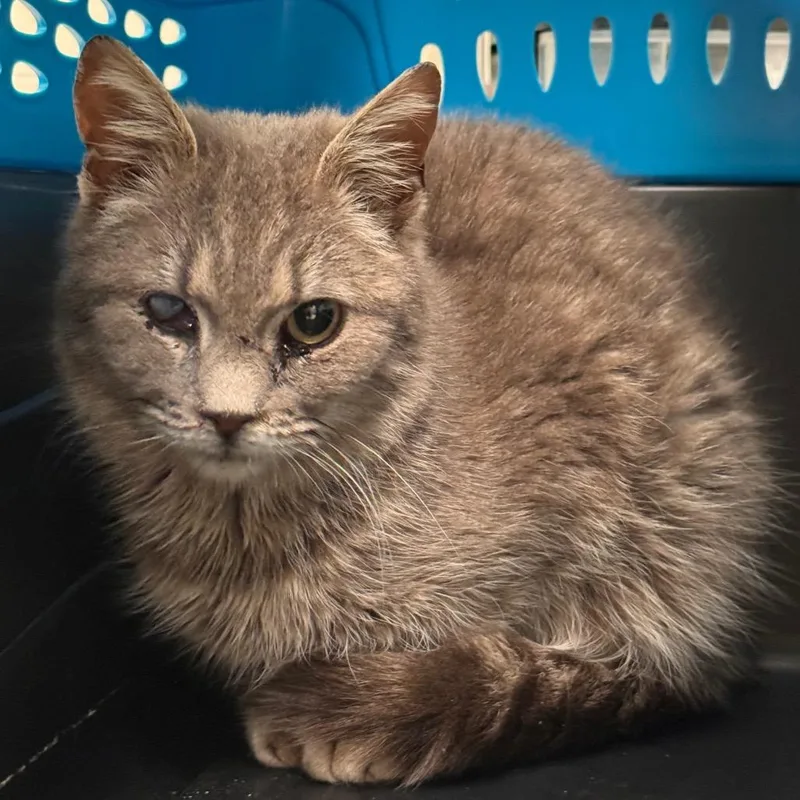 An adult small-sized female Gray / Blue / Silver Domestic Short Hair cat named Mira for adoption in Lynchburg, VA