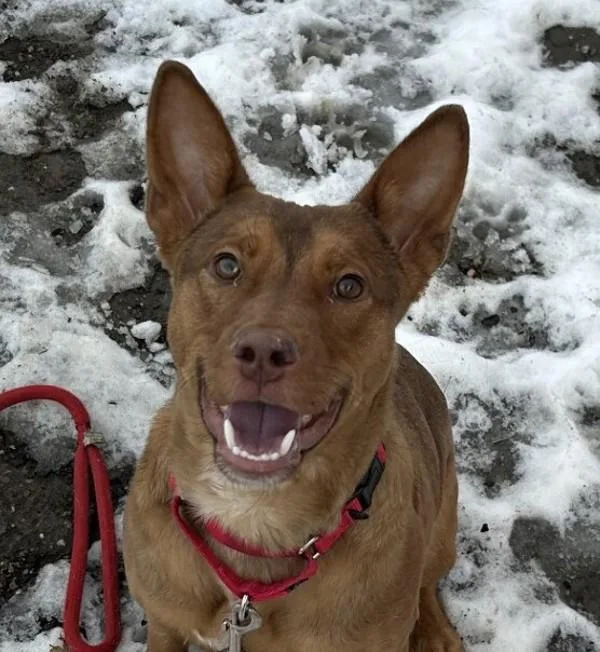 Puppy Dog thumbnail 2