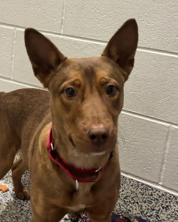 Puppy Dog thumbnail 3