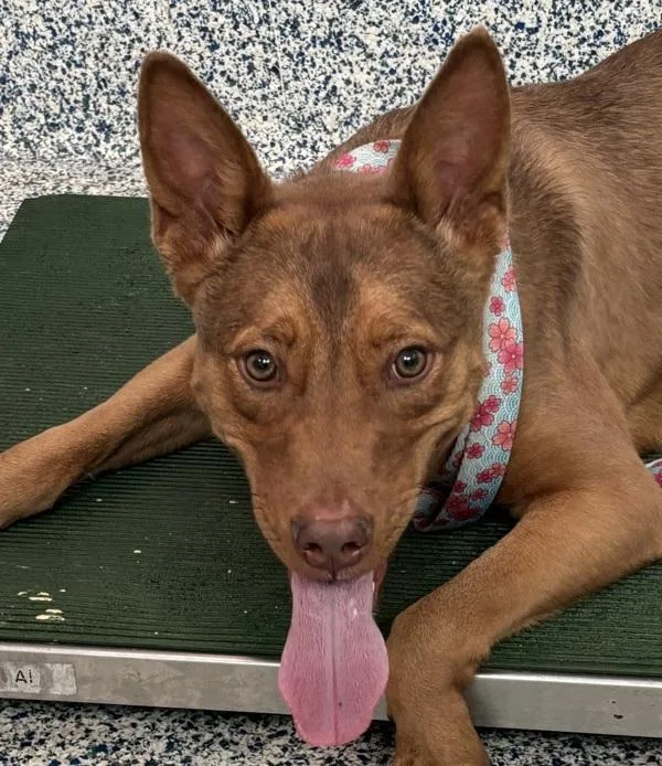 Puppy Dog thumbnail 4