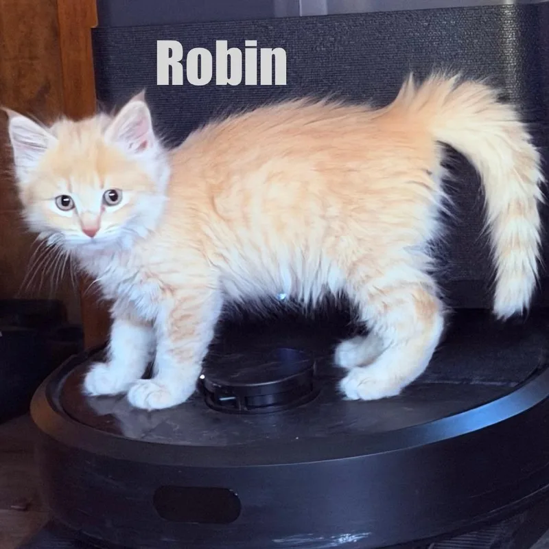 A baby small-sized female Buff / Tan / Fawn Domestic Long Hair cat named Robin for adoption in Talent, OR