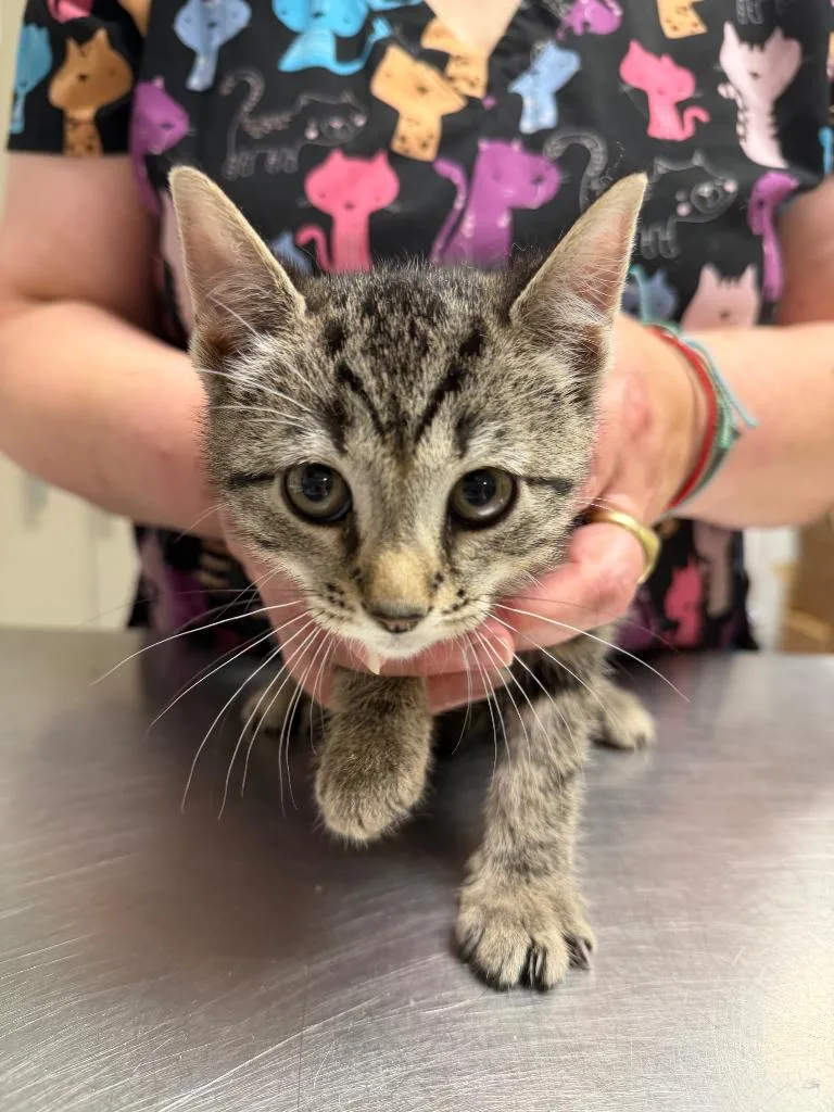 A baby small-sized female Domestic Short Hair cat named Alyx for adoption in Ewing, NJ