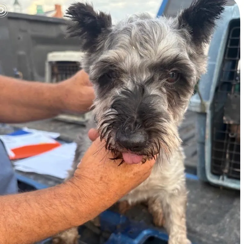 A senior small-sized male Gray / Blue / Silver Miniature Schnauzer dog named Ansel for adoption in Normal, IL