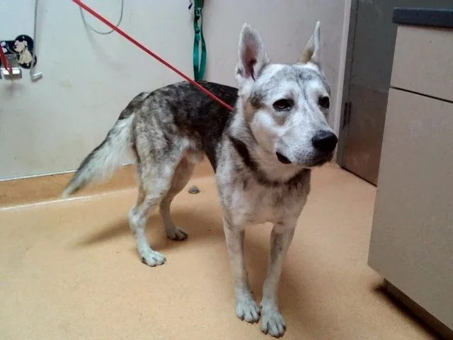 A young large-sized male Siberian Husky dog named Niall for adoption in Martinez, CA