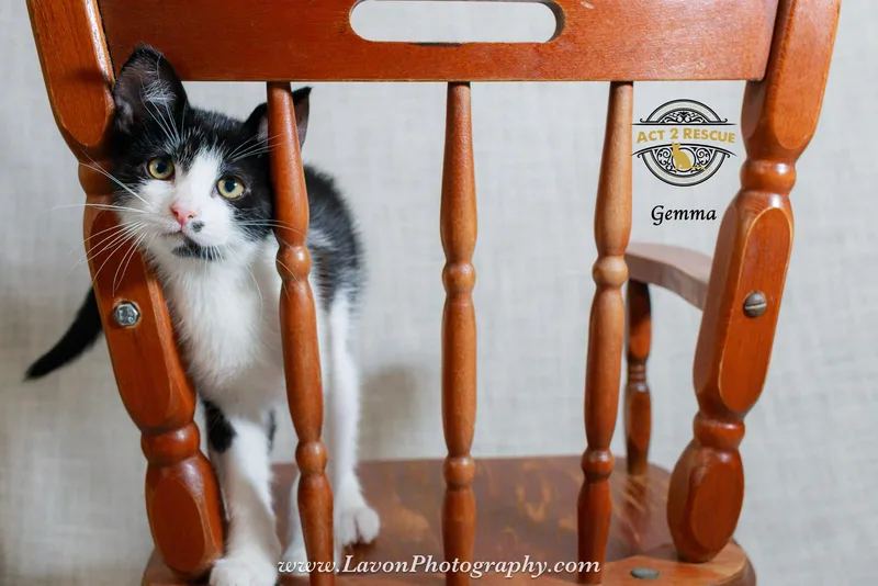 A baby medium-sized female Black & White / Tuxedo Domestic Short Hair cat named Gemma for adoption in Riverside, CA