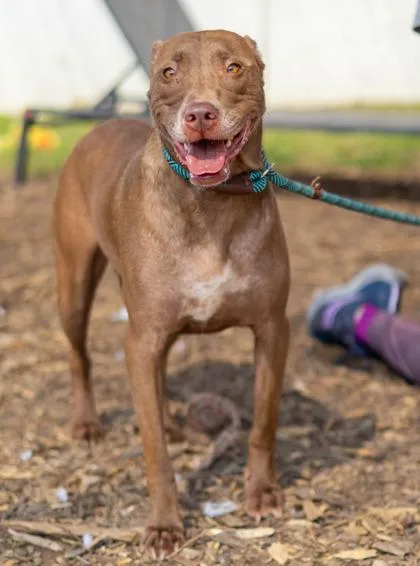 An adult medium-sized female Mixed Breed dog named Rainbow for adoption in Chamblee, GA