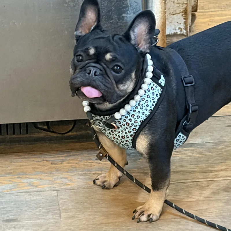 Pippa