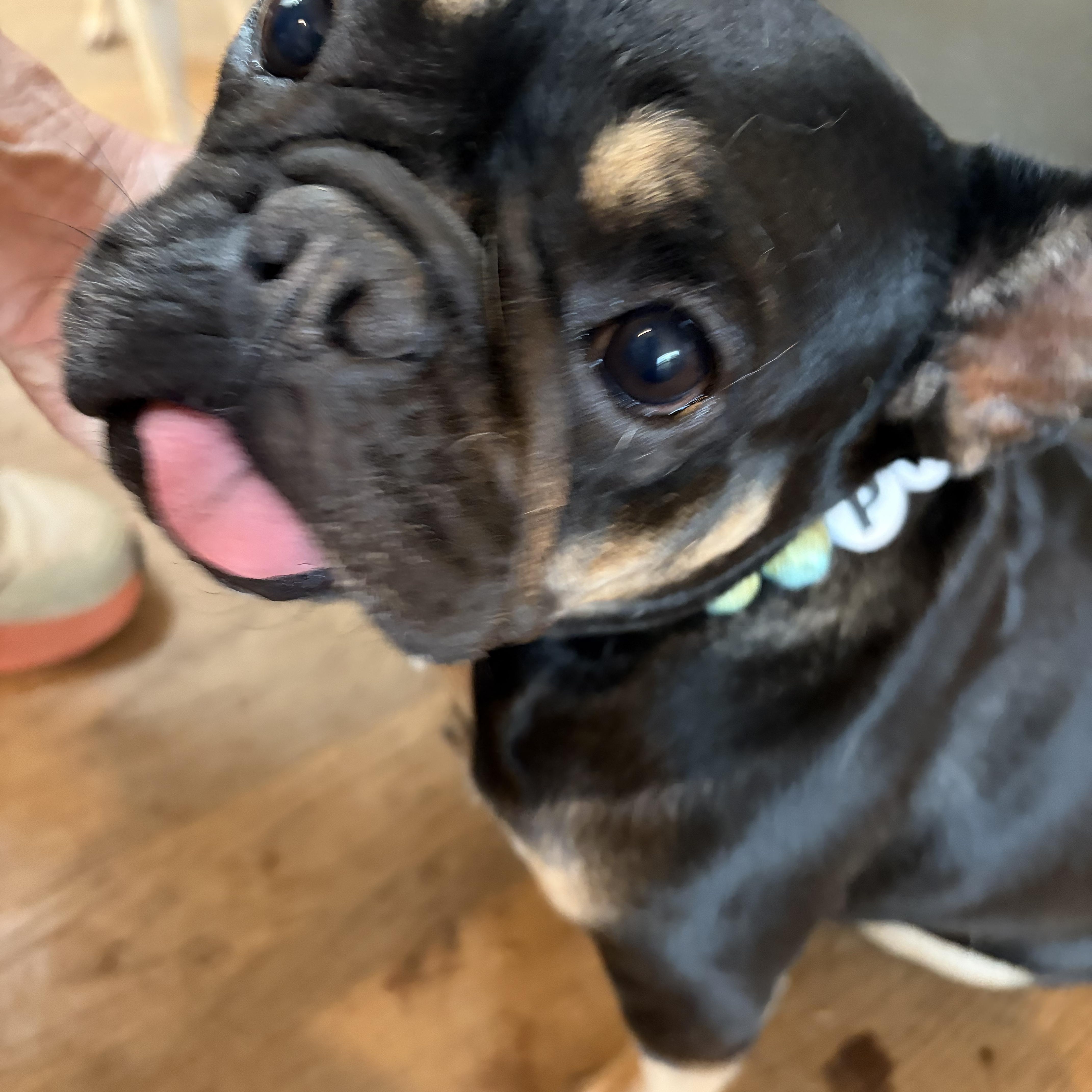 Pippa thumbnail 3
