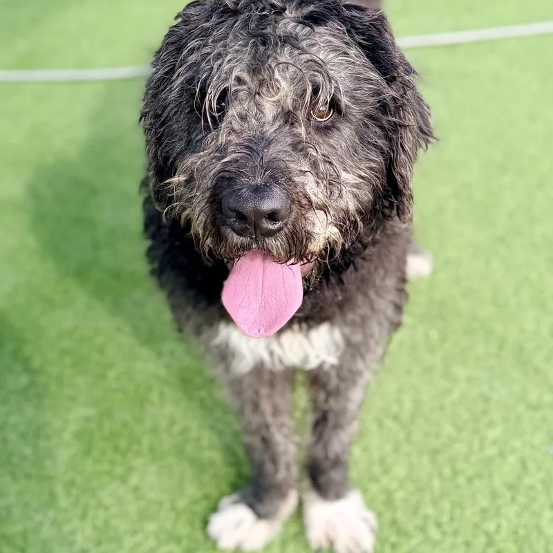 An adult large-sized male Black Labrador Retriever dog named Buddy A for adoption in Mission Hills, CA