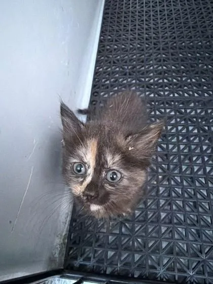A baby small-sized female Domestic Short Hair cat named Mimi for adoption in Gastonia, NC