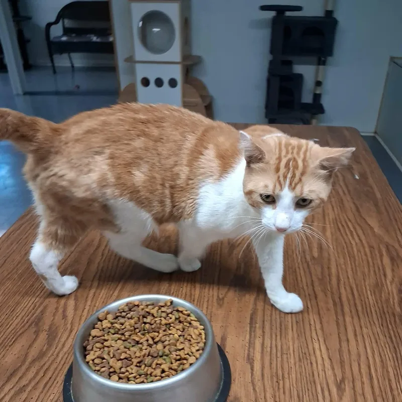 An adult medium-sized male Orange & White Domestic Short Hair cat named Scar for adoption in Vine Grove, KY