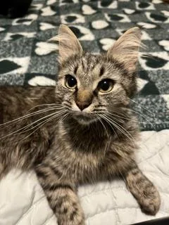 A young medium-sized female Domestic Medium Hair cat named Mamma Cat for adoption in Haw River, NC