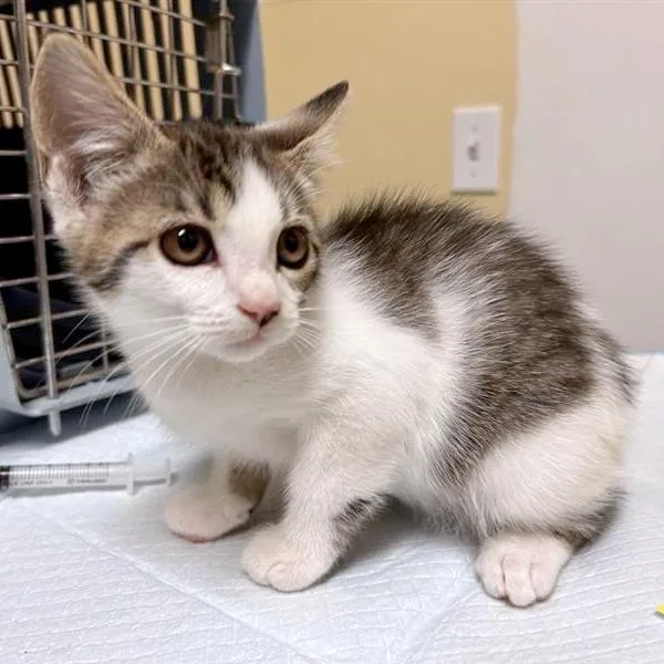 A baby small-sized female Domestic Short Hair cat named Chamomile for adoption in Woodinville, WA