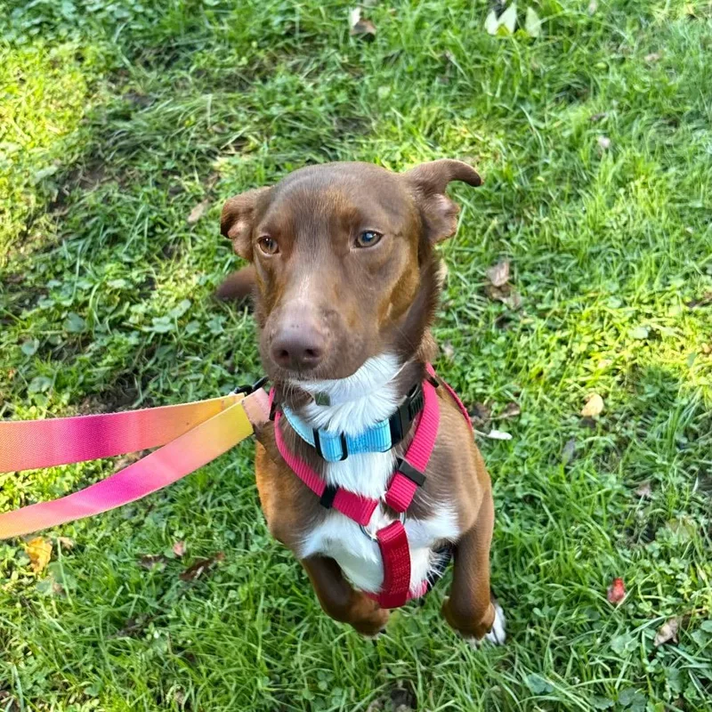 A young small-sized male Brown / Chocolate Mixed Breed dog named Mac for adoption in New York, NY