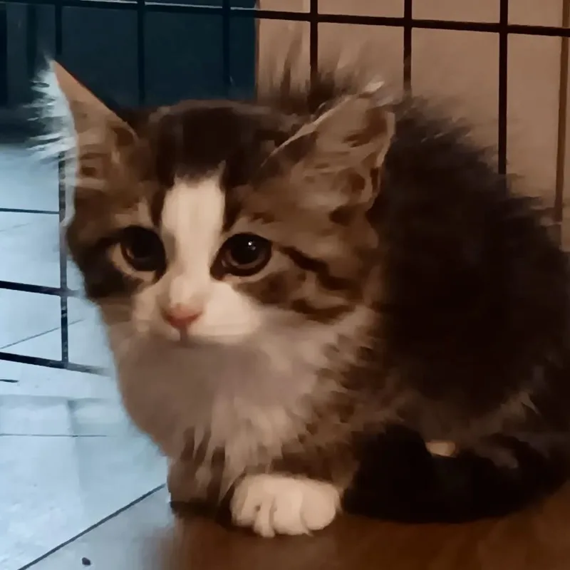 A baby medium-sized female Tabby (Brown / Chocolate) Domestic Medium Hair cat named Tiny for adoption in Gastonia, NC