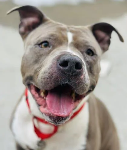 An adult large-sized female Mixed Breed dog named Aria for adoption in West Chester, PA