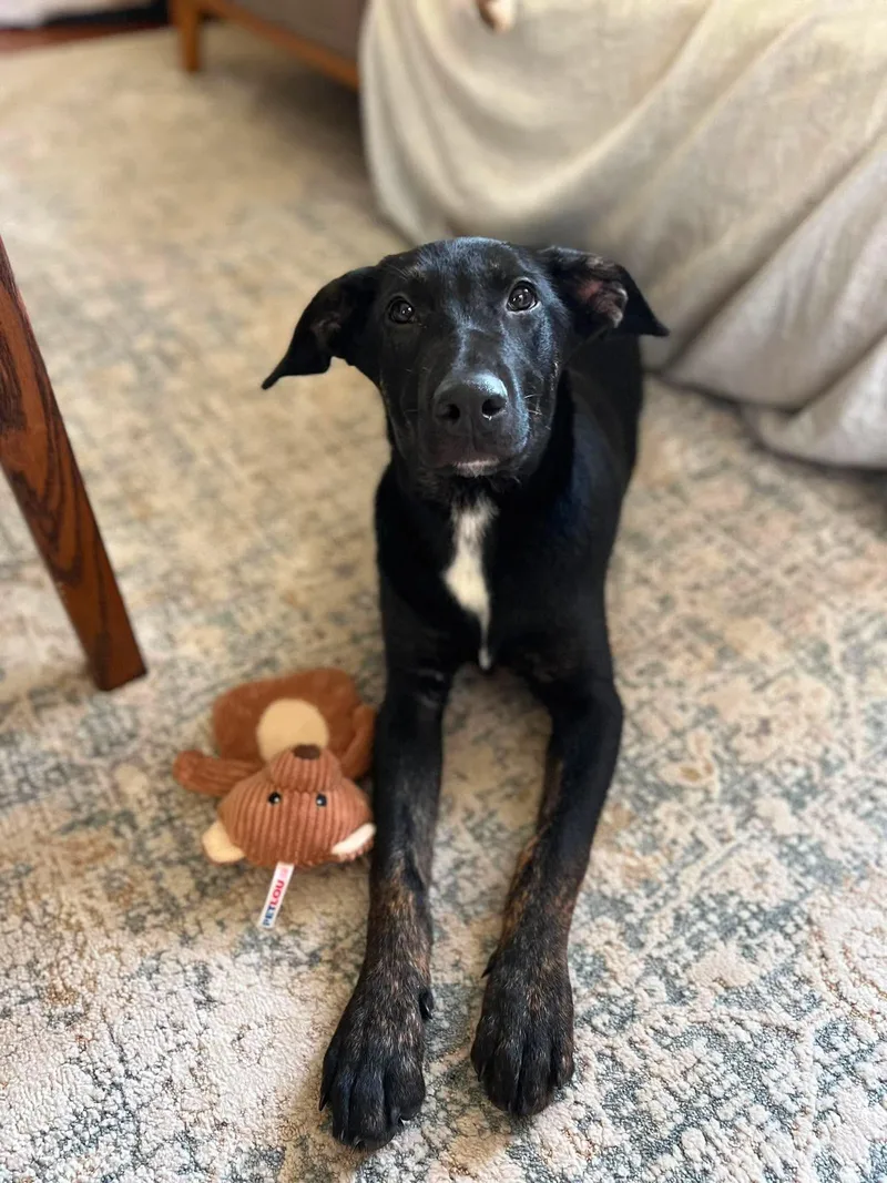 A baby medium-sized female Black Labrador Retriever dog named Pepper for adoption in Milton, FL