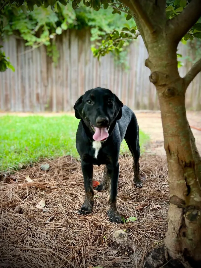 Pepper thumbnail 2