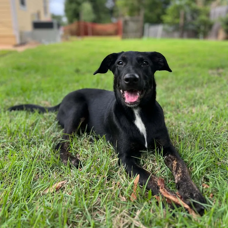 Pepper thumbnail 3