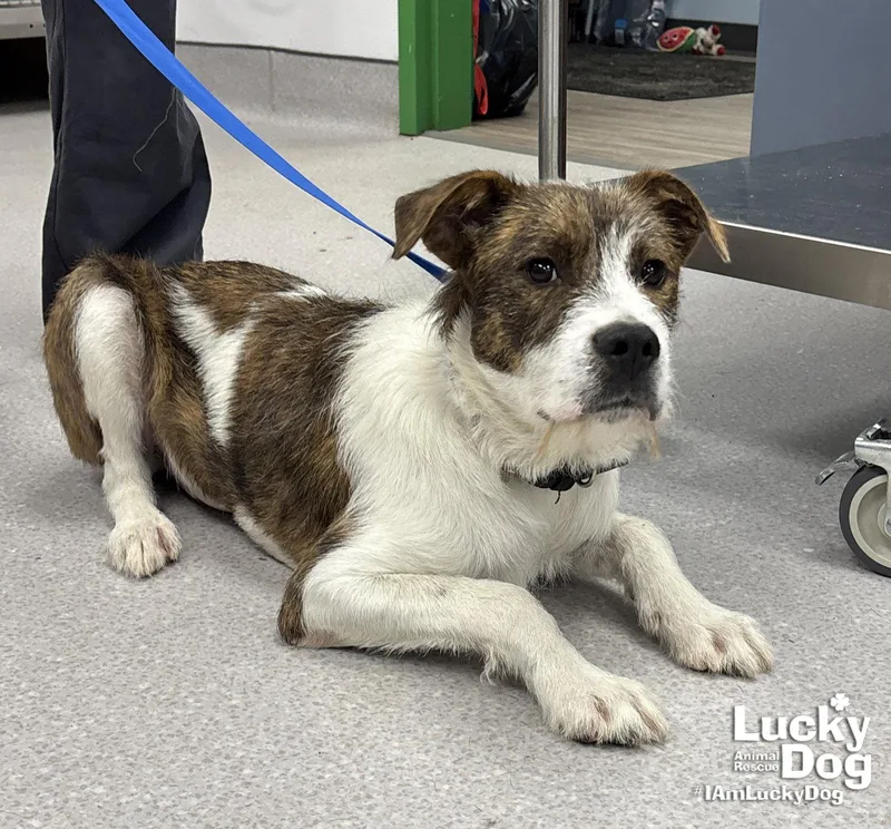 A young medium-sized female Wire Fox Terrier dog named Krista for adoption in Washington, DC