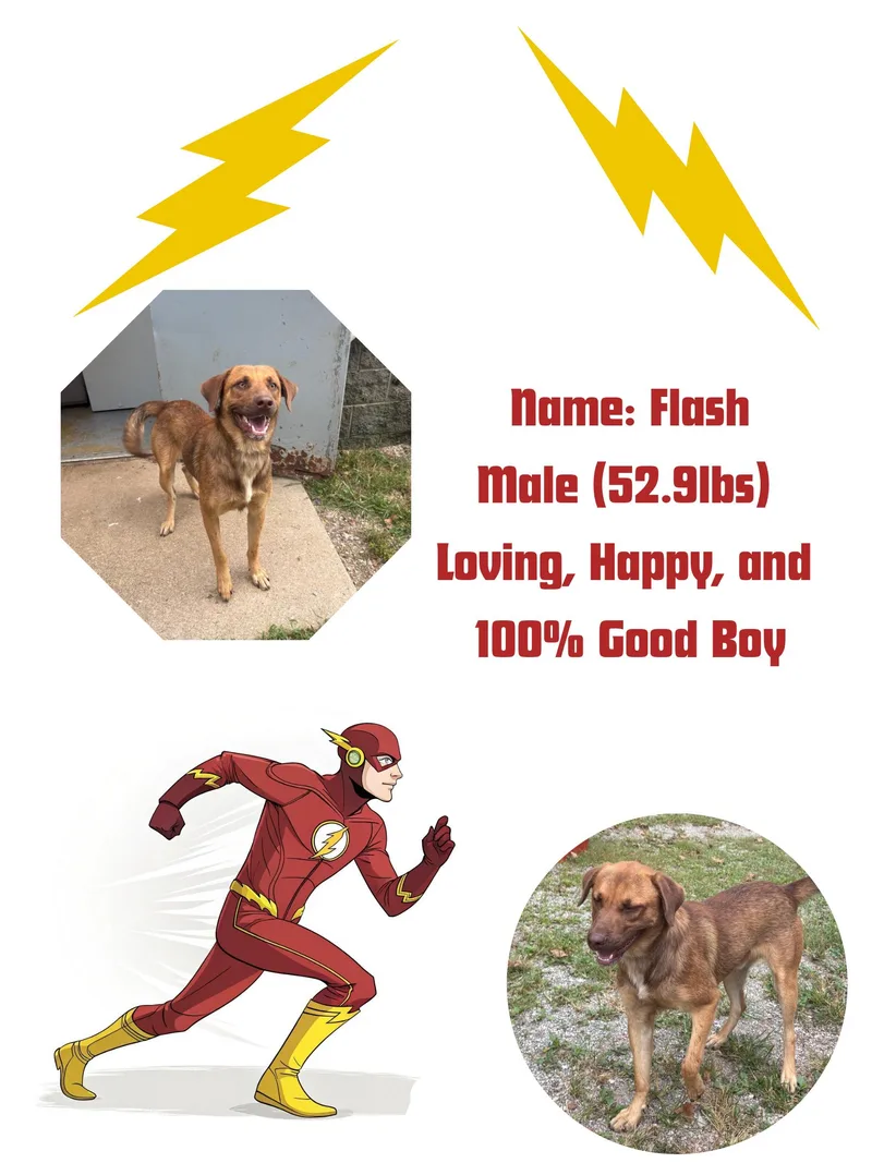 An adult medium-sized male Labrador Retriever dog named Flash for adoption in McArthur, OH