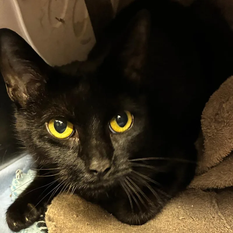 An adult medium-sized female Black Domestic Short Hair cat named Miley for adoption in Oak Park, IL