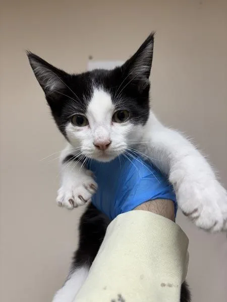 A baby small-sized male Domestic Short Hair cat named Verbane for adoption in Sherwood, OR