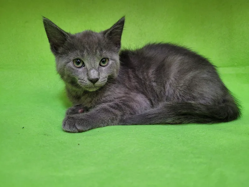 A baby small-sized female Domestic Short Hair cat named A for adoption in Los Angeles, CA