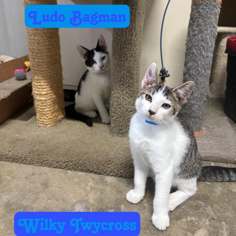 A baby small-sized male Domestic Short Hair cat named Ludo Bagman for adoption in Hillsboro, OH