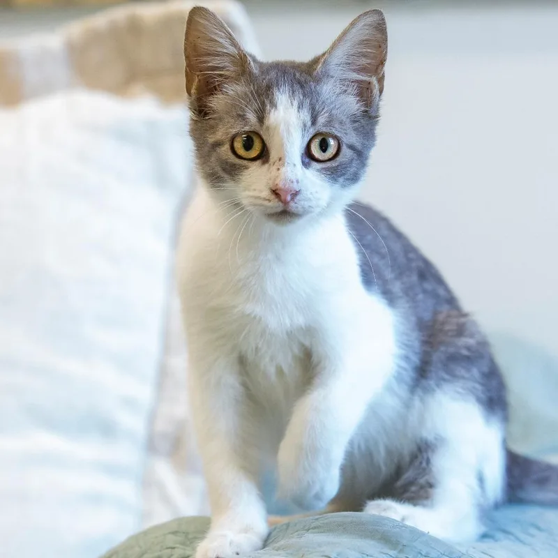 A baby small-sized female Gray / Blue / Silver Domestic Short Hair cat named Nessie for adoption in Cartersville, GA