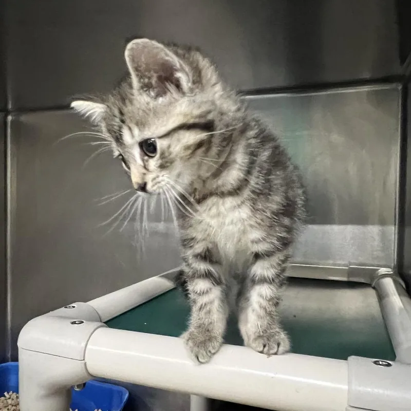 A baby small-sized female Buff / Tan / Fawn Domestic Short Hair cat named Gertrude for adoption in Mentor, OH
