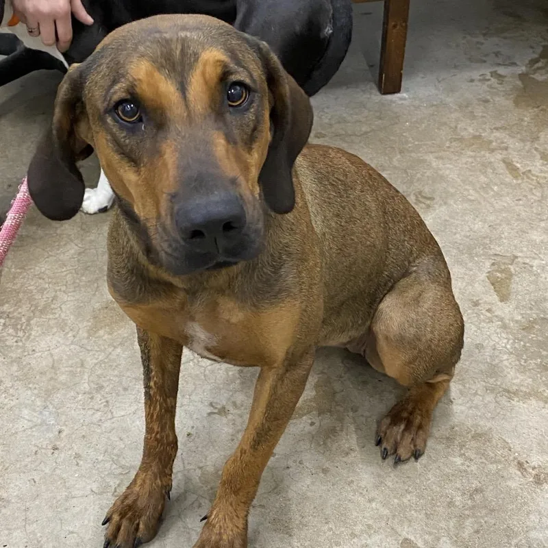 An adult small-sized female Mixed Breed dog named Chicken tender for adoption in Corbin, KY