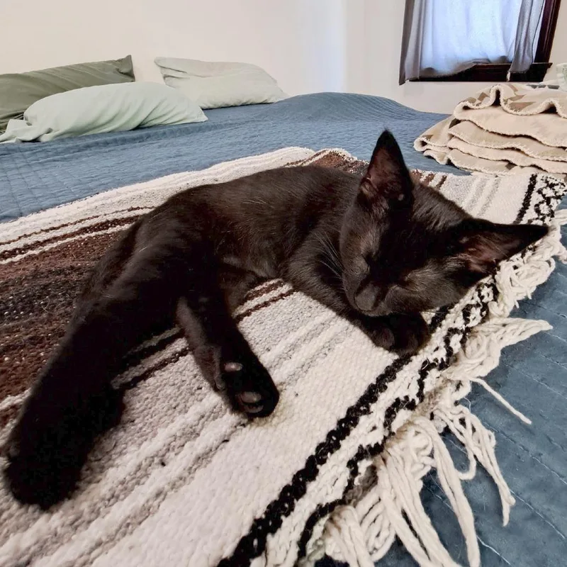 A baby small-sized female Black Domestic Short Hair cat named Ebony for adoption in Medina, OH