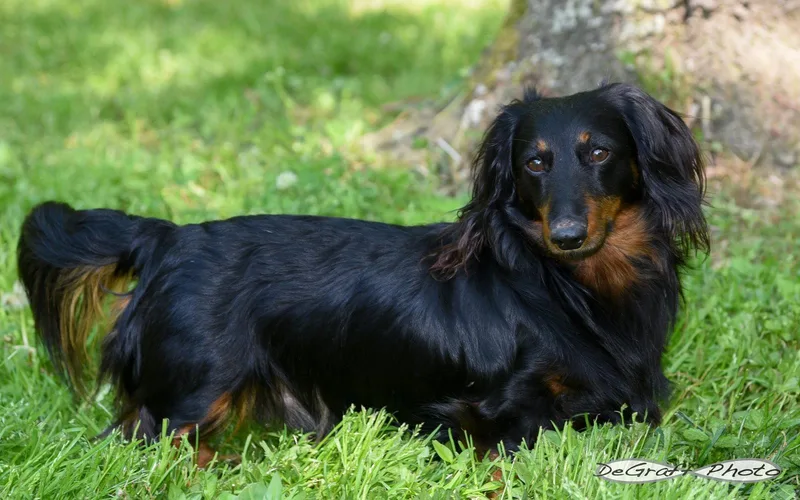 An adult small-sized male Dachshund dog named Louie for adoption in Pittsboro, NC
