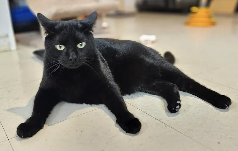 An adult extra large-sized male Black Domestic Short Hair cat named Elvis for adoption in Colonia, NJ
