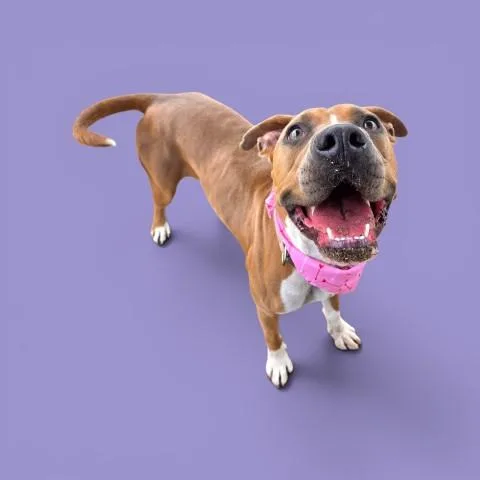 An adult medium-sized female Brown / Chocolate Pit Bull Terrier dog named Sara  URGENT for adoption in Thousand Oaks, CA