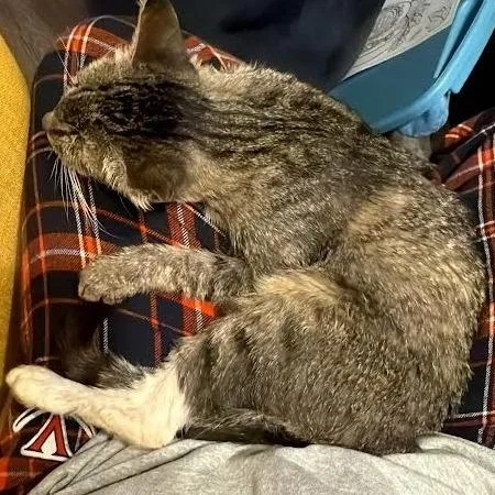 Francesca thumbnail 3