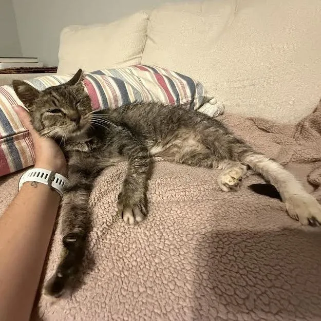 Francesca thumbnail 6