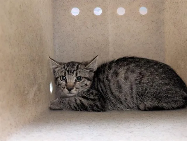 An adult small-sized female Domestic Short Hair cat named A for adoption in Moreno Valley, CA