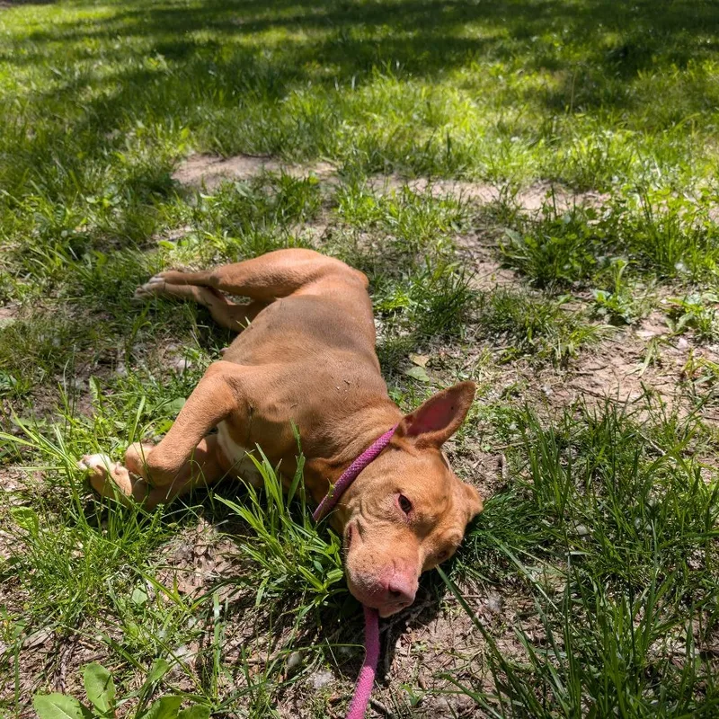 Lilly
