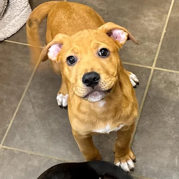 A baby medium-sized male Terrier dog named Fred for adoption in Des Moines, IA