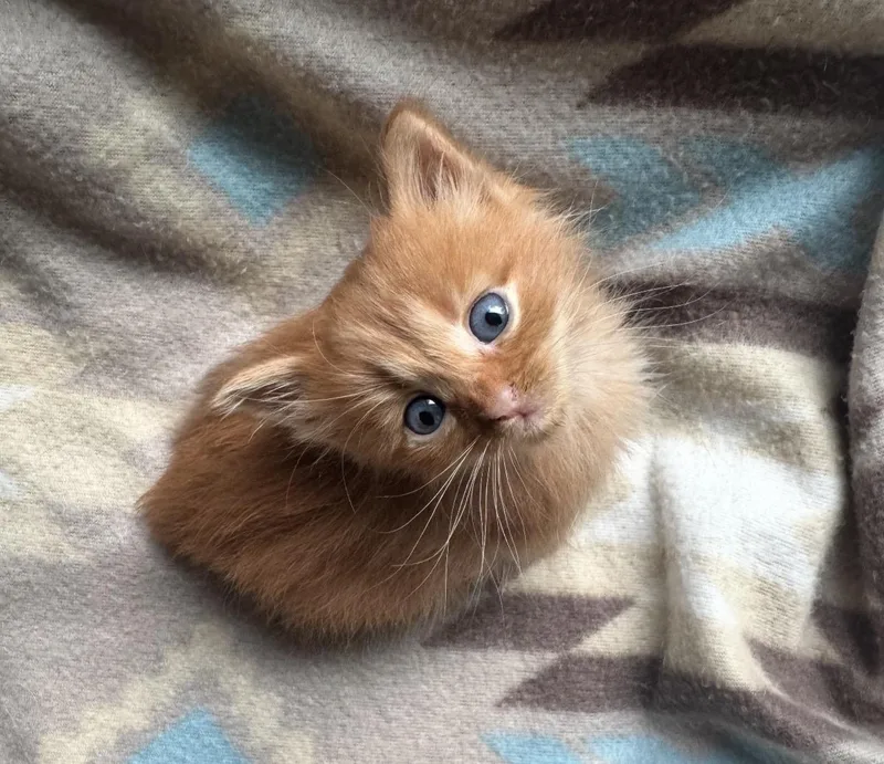 A baby medium-sized male Domestic Long Hair cat named Pascal for adoption in Crossville, TN