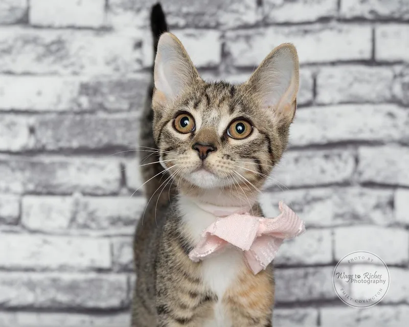 Tori the Torbie thumbnail 5